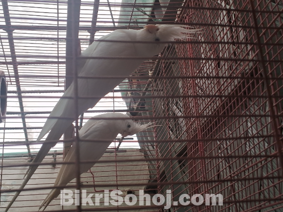 Albino cockatiel red eyes 1 pair